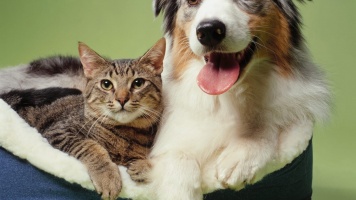 Как подружить кошку с собакой 