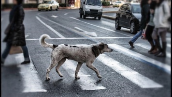 Почему собак часто сбивают на дорогах