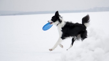 Зимние игры с собакой 