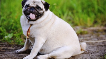 Породы собак, склонные к ожирению 