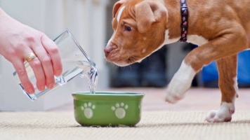 Сколько воды в день должна пить собака 