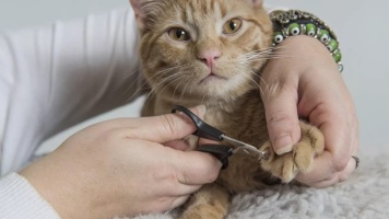 Бережный уход за когтями кошек: стрижка и аксессуары 