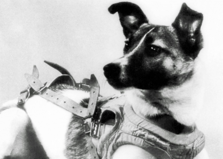 Собака – первый космонавт 