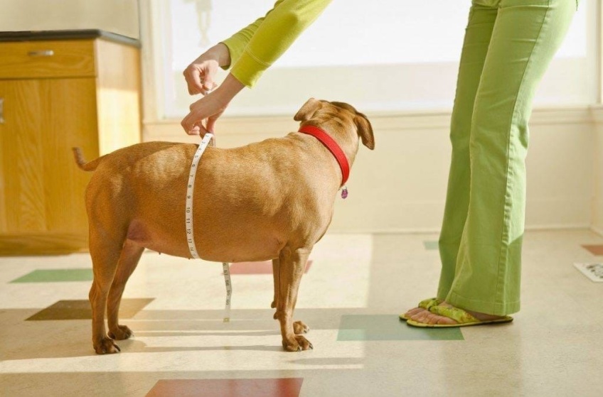 Ожирение собак – преждевременное старение 