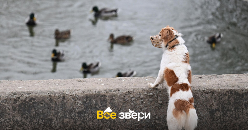 1 июля в РФ появились штрафы за нарушение правил обращения с животными: и не только за выбрасывание