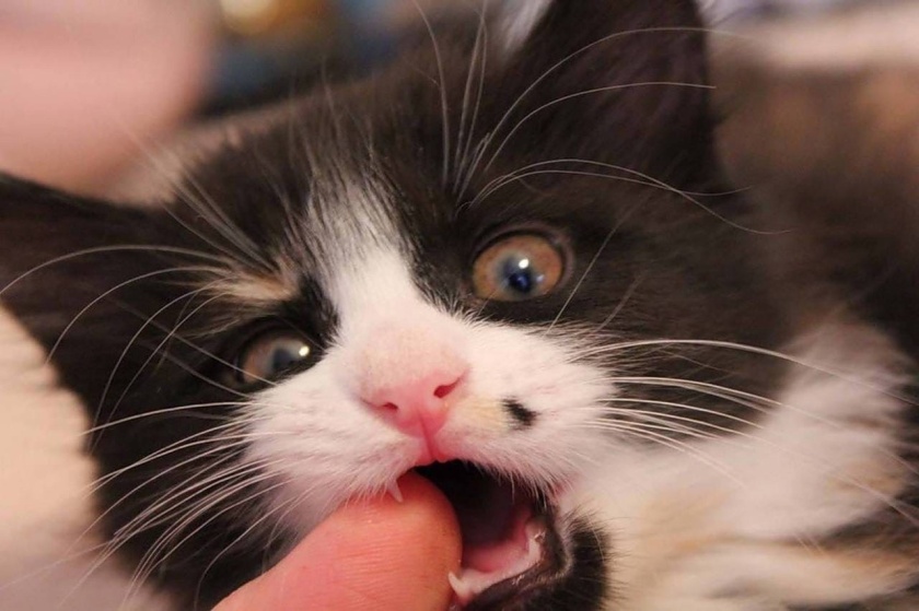 Смена зубов у котят 