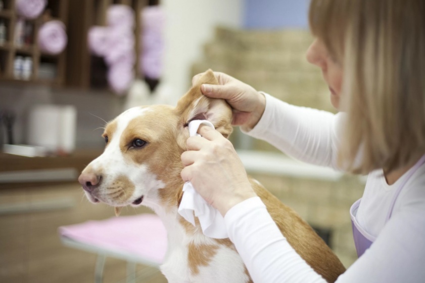 Уход за ушами собаки: как часто и правильно проводить чистку? 