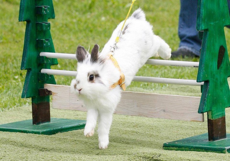 Возможно ли обучить кролика командам? 