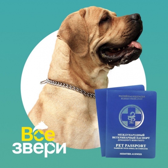 Где приобрести Международный ветеринарный паспорт «Все Звери» 