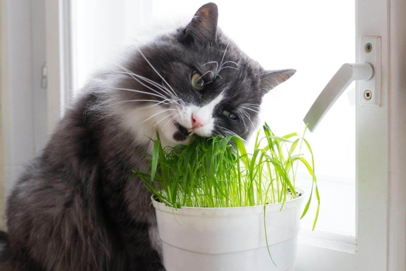 Полезные травы для кошек 