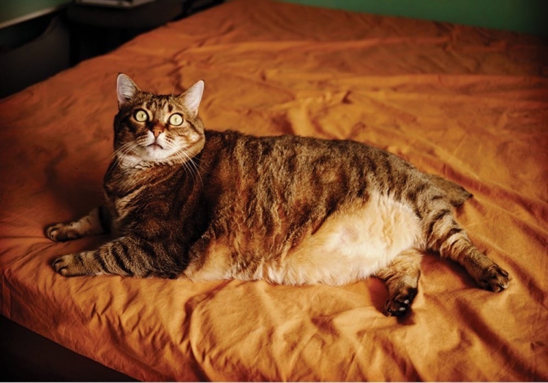 Ожирение у кошек 