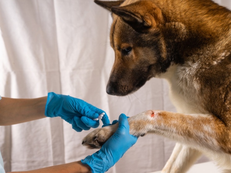 Как правильно обрабатывать раны и ссадины собак 