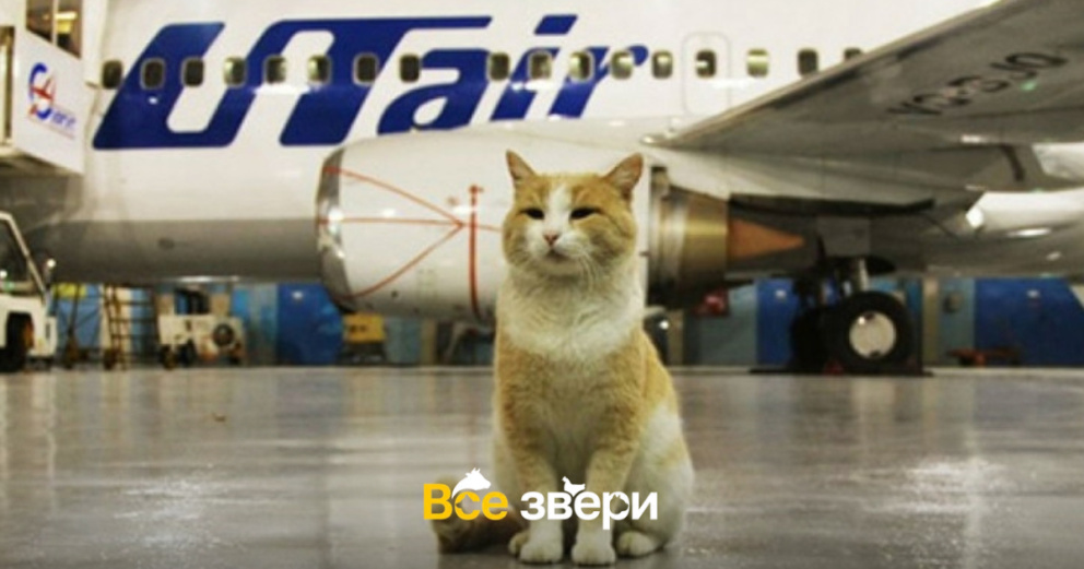  У пассажирки рейса «Москва — Якутск» прямо во время загрузки в самолет сбежал кот