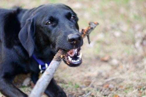 Можно ли собакам грызть палки 