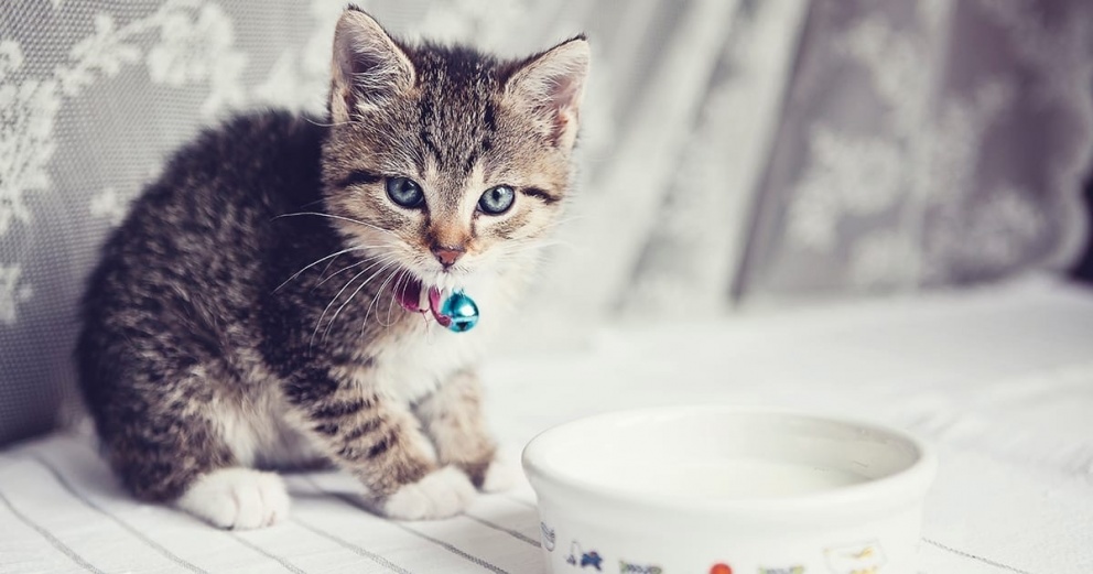 Котенок не пьет воду из миски, как приучить? 