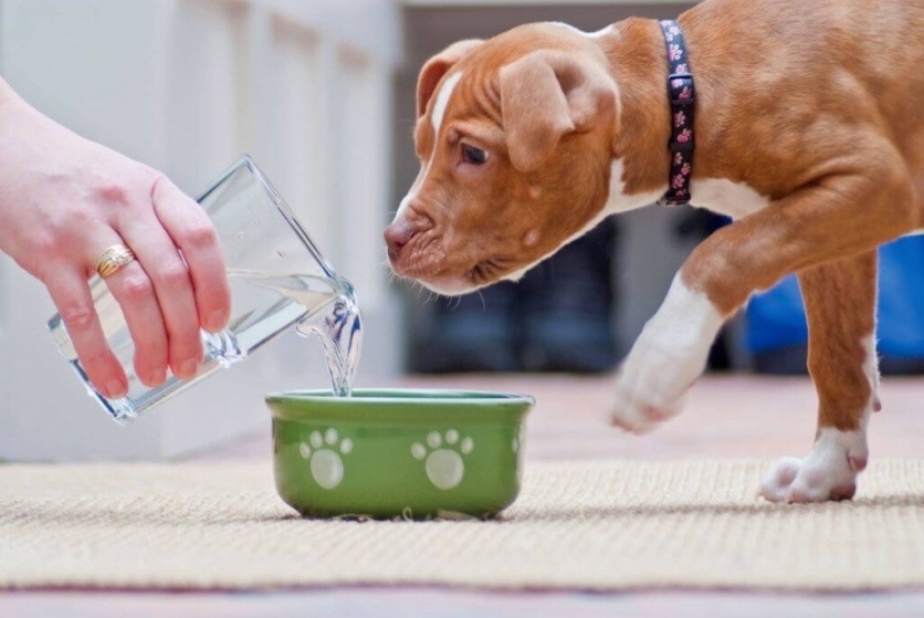 Какую воду лучше давать собакам и кошкам? 