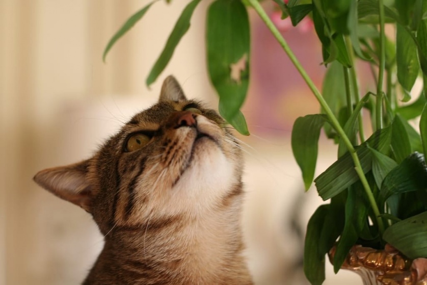 Спасаем комнатные растения от кота 🪴
