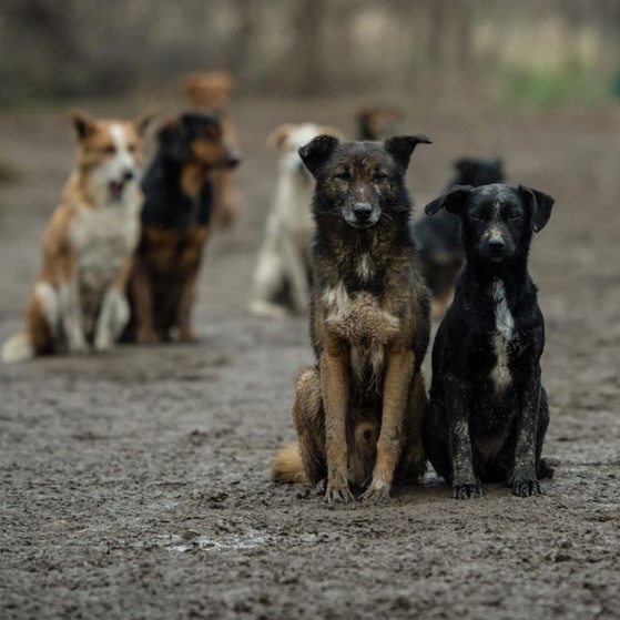 Аналитики насчитали свыше 4 млн бездомных животных в России.