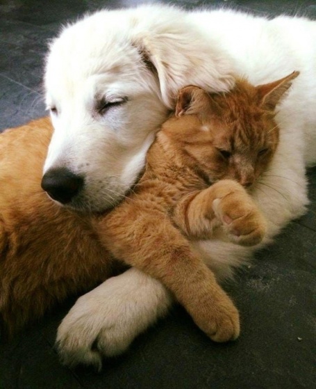 Собаки – друзья кошек ‍