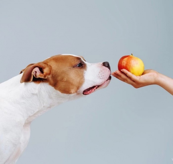 Нужны ли собаке фрукты и овощи? 