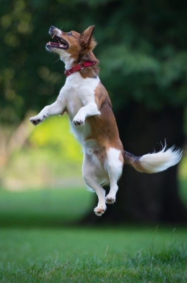 Как отучить собаку прыгать на людей 