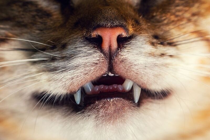 Интересные факты о кошачьих зубах 