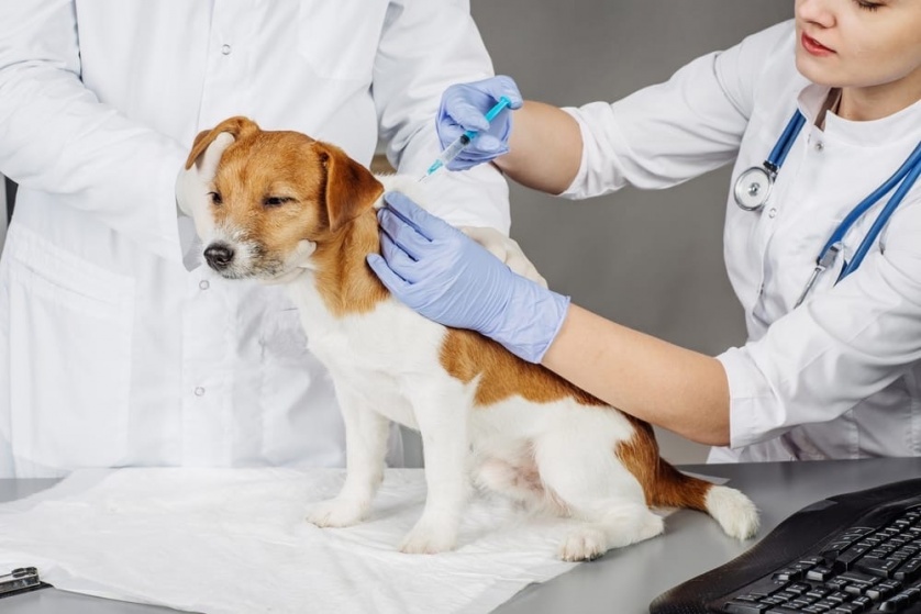 Календарь прививок для собак 