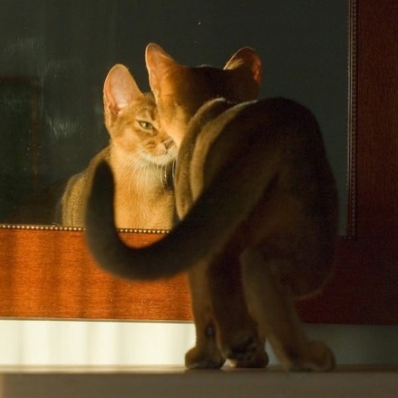 Кошка в зеркале ?