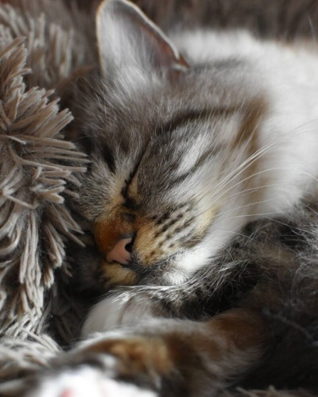 Почему кошки так много спят? 