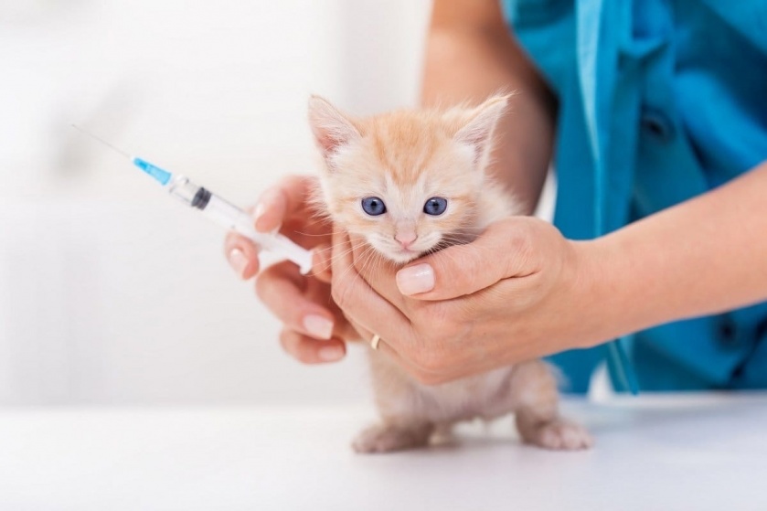 Нужны ли прививки домашним кошкам 