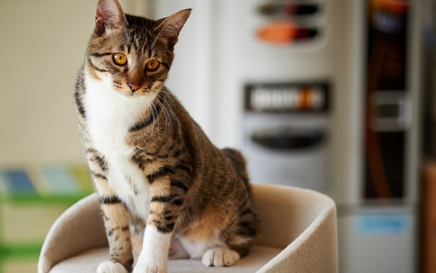 Домашние кошки: откуда взялись наши домашние питомцы