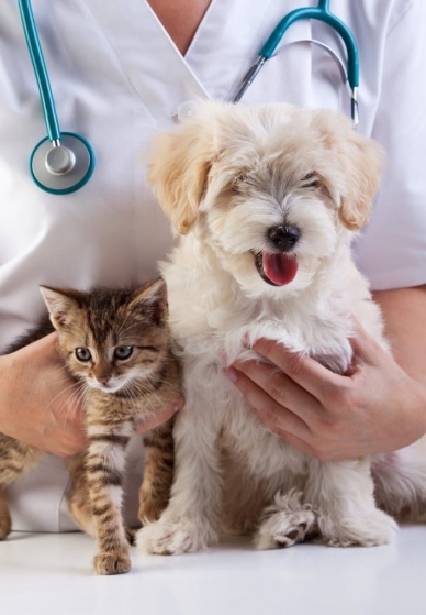 Кастрация и стерилизация домашних животных ‍
