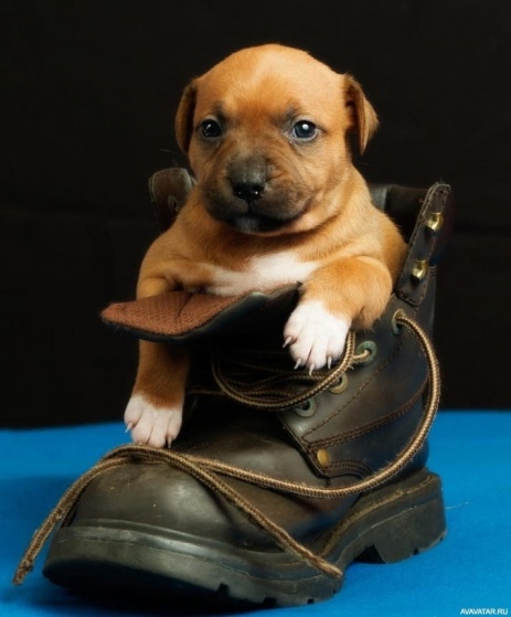 Подбираем обувь для собаки 