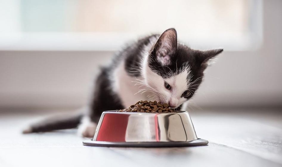 Правила кормления котят: что и когда давать 