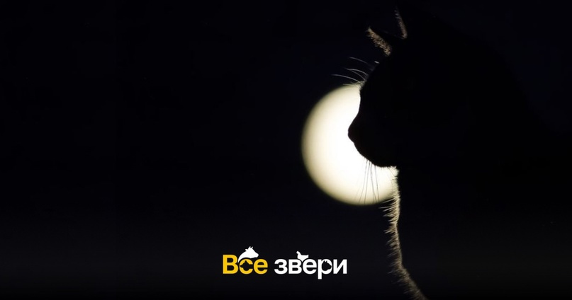 Ученые доказали, что кошки светятся в темноте
