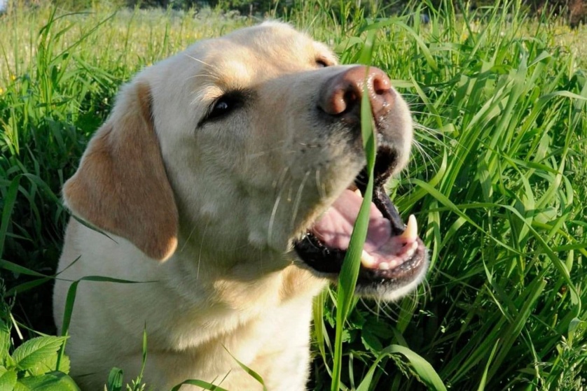 Зачем собаки едят траву 