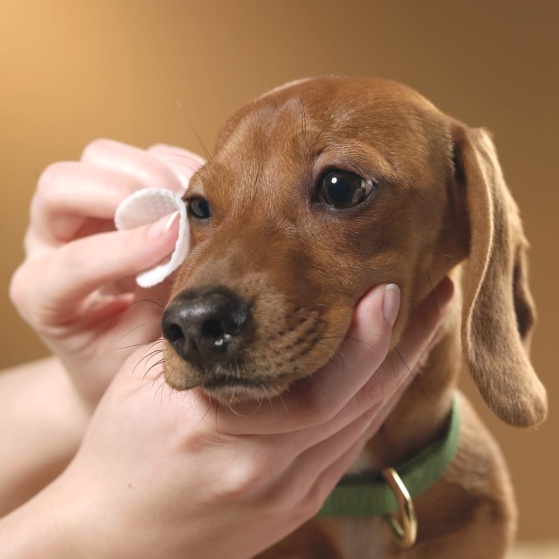 Как ухаживать за глазами собак: профилактика и очистка 