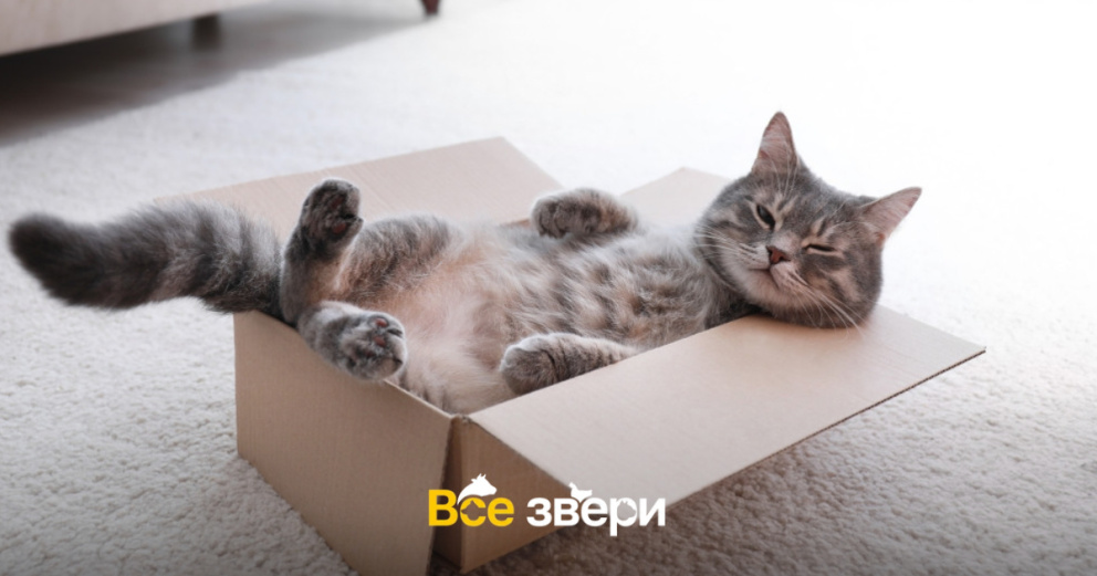 Как использовать коробки в воспитании кошки