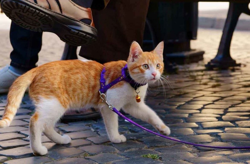 Выгуливаем кошку на улице