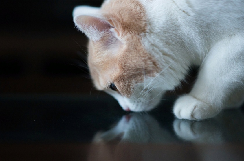 Почему кошки любят запах хлорки
