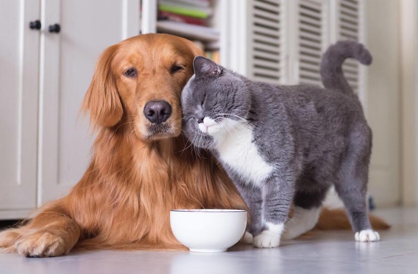 Витамины для собак и кошек 