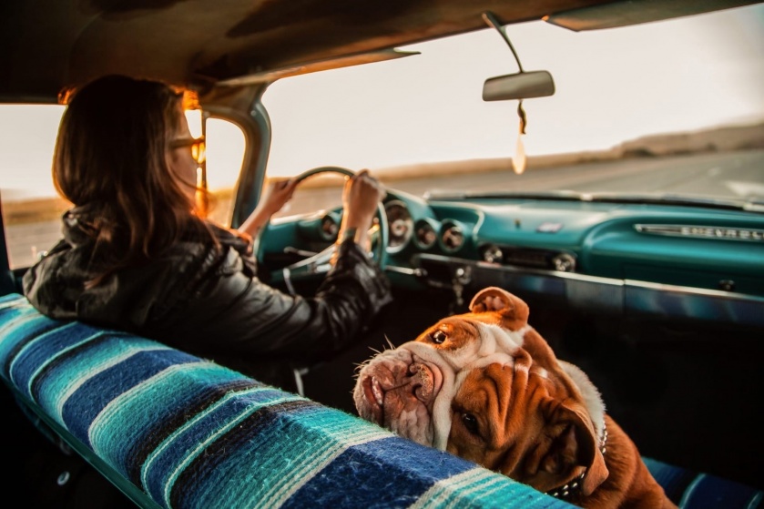 Собака, автомобиль и музыка 