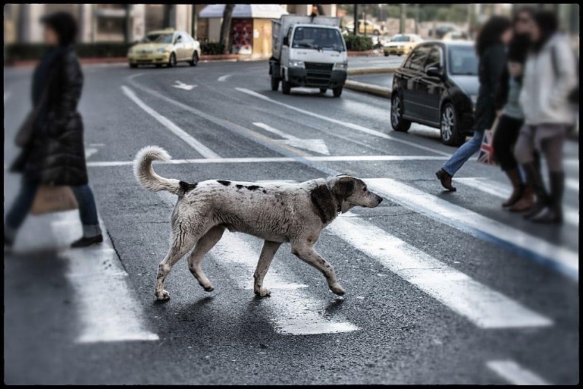 Почему собак часто сбивают на дорогах