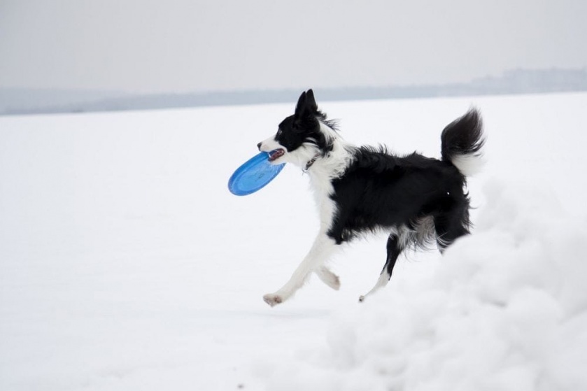 Зимние игры с собакой 