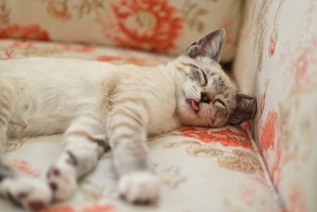 Почему кошка спит с высунутым языком 