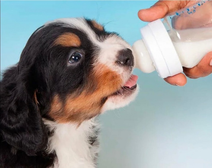 Можно ли давать собаке молоко 